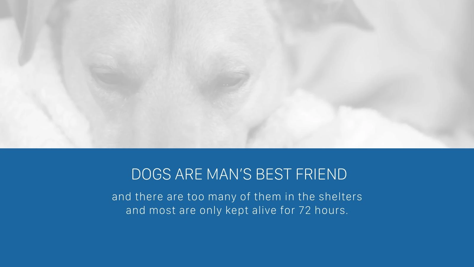 Brooks PawRunners — slide 3 of 14
